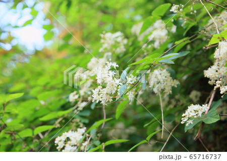 卯の花 65716737