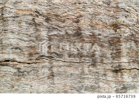 nature wood tree texture background pattern. 65716739