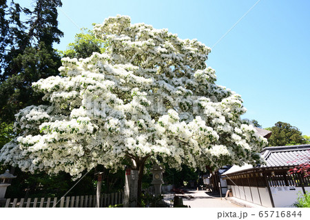 なんじゃもんじゃの木 65716844