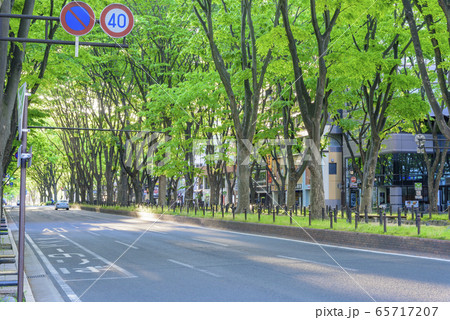 新緑の杜の都 仙台 新緑の杜の都 仙台 65717207