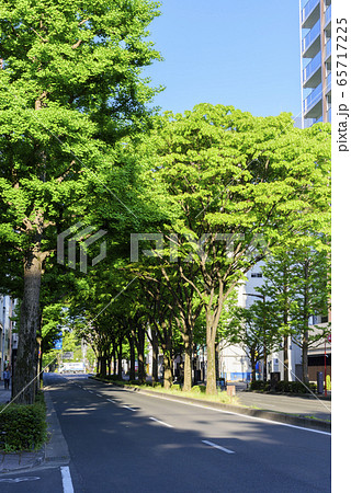 新緑の杜の都 仙台 新緑の杜の都 仙台 65717225