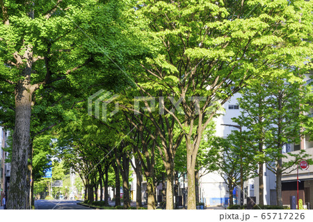 新緑の杜の都　仙台 65717226