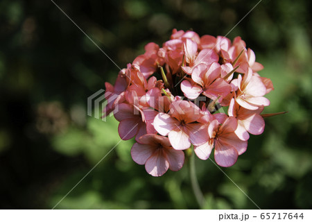 Dianthus barbatus (Sweet William's) in garden. 65717644