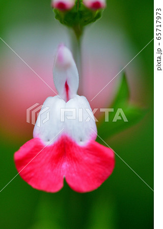 春の花 紅白のチェリーセージ 春の花 紅白のチェリーセージ 65717973