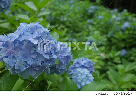 川崎市、生田緑地のあじさい山 65718017