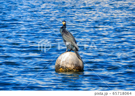 片瀬漁港のブイにとまるウミウ 片瀬漁港のブイにとまるウミウ 65718064