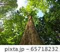 teak tree looking up with sunlight 65718232