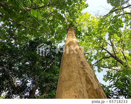 teak tree looking up with sunlight 65718233