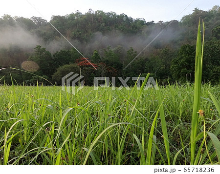 mountain and grass field in Morning mountain and grass field in Morning 65718236