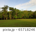 trees and grass field in morning 65718246