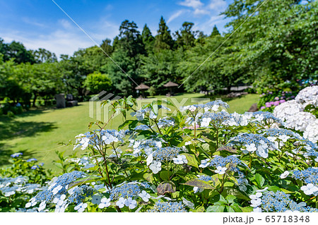 三重県 いなべ市 万葉の里公園 アジサイ 梅雨の晴れ間 三重県 いなべ市 万葉の里公園 アジサイ 梅雨の晴れ間 65718348