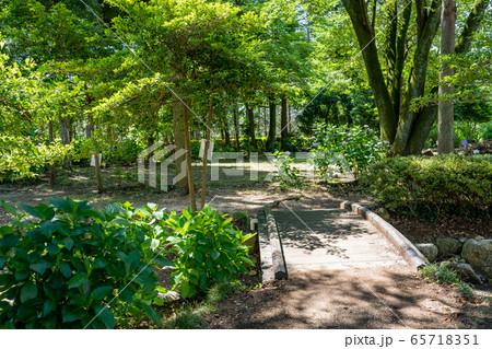 三重県　いなべ市　万葉の里公園　アジサイの小道 65718351