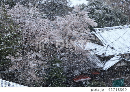 桜と雪 65718369