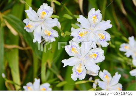 シャガの花（金ヶ崎城跡／福井県敦賀市金ヶ崎町） 65718416