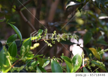 ナギ(梛)の葉 ナギ(梛)の葉 65718446