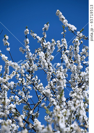 果樹の花 風景 果樹の花 風景 65719513