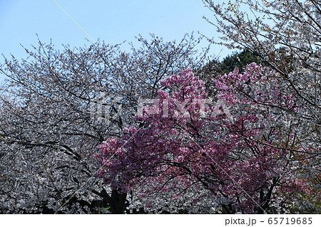 さくら堤公園付近 さくらの季節 景色の写真素材