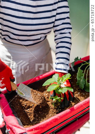 家庭菜園 65719722