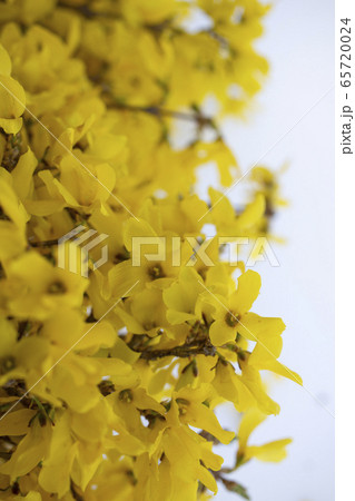 レンギョウ 春の花 黄色の花 65720024