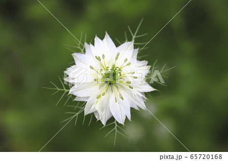白いニゲラの花の写真素材