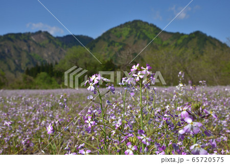 高原の畑に咲くアザキ大根の花 65720575