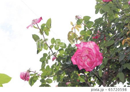 バラ　愛　薔薇 65720598