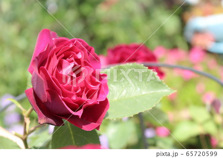 バラ 赤 ピンク 薔薇 バラ 赤 ピンク 薔薇 65720599