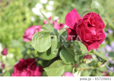 バラ　赤　ピンク　薔薇 65720601