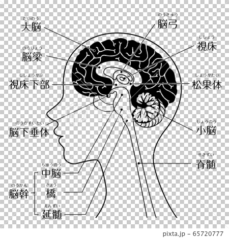 人間の体 脳 文字あり線画のイラスト素材