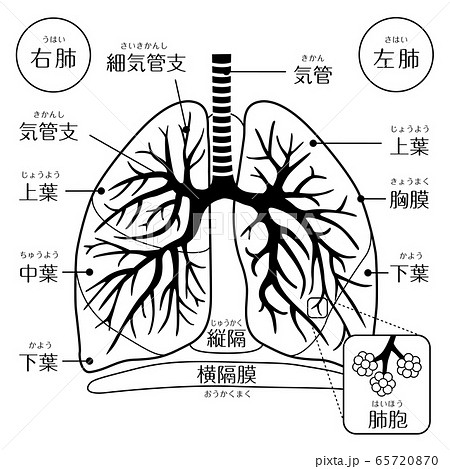 人間の体 肺 文字あり線画のイラスト素材