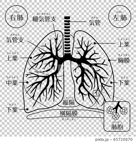 人間の体 肺 文字あり線画のイラスト素材