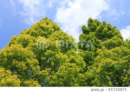 メタセコイア 65720975