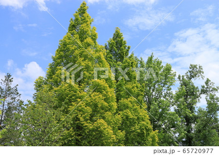 メタセコイア 65720977