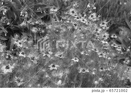 ニゲラの花 ニゲラの花 65721002