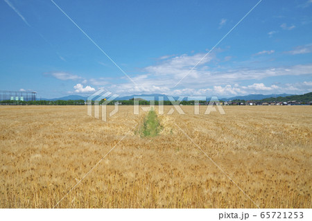 黄金色の大麦畑 黄金色の大麦畑 65721253