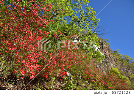 大小山 ヤマツツジの咲く見晴台から大小の看板のかかる崖を見上げる 大小山 ヤマツツジの咲く見晴台から大小の看板のかかる崖を見上げる 65721528