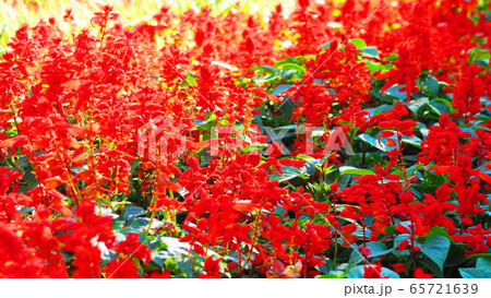 花壇のサルビアの花 花壇のサルビアの花 65721639