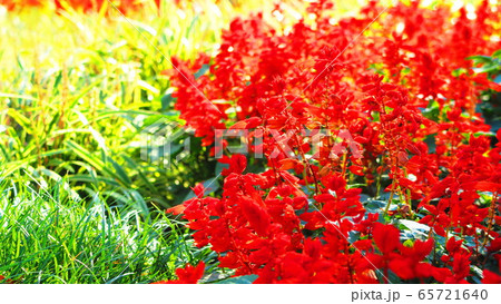花壇のサルビアの花 花壇のサルビアの花 65721640