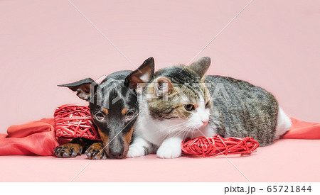 miniature pinscher puppy and cat with valentines day decor on a red background 65721844