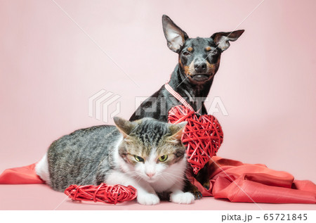 cunning miniature pinscher puppy and displeased cat with valentines day decor close up 65721845