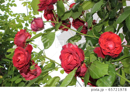 赤 バラ 薔薇 赤 バラ 薔薇 65721978