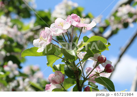 りんごの花 65721984