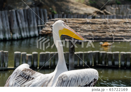 big white pelican on the lake big white pelican on the lake 65722169