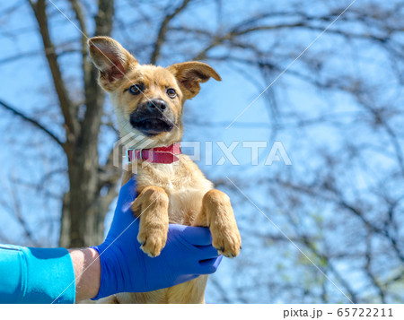 puppy mongrel in the arms of a man in blue veterinary uniform and latex gloves 65722211