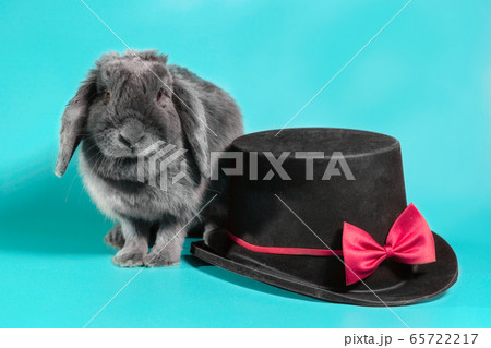 gray lop-eared dwarf rabbit next to a black cylinder hat on a turquoise background 65722217