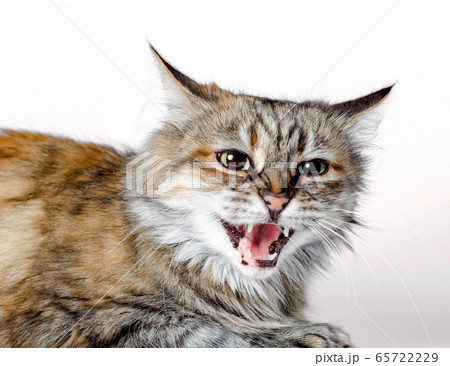 aggressive angry ginger cat with open mouth 65722229