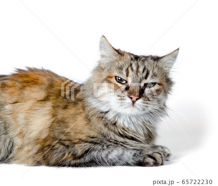 angry red cat on white background angry red cat on white background 65722230