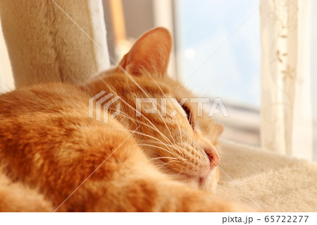 陽だまりで寝るキュートな猫アメリカンショートヘアレッドタビー 65722277