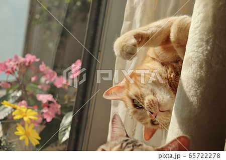 下の猫に猫パンチいたずらを仕掛けようとしている猫アメリカンショートヘアレッドタビー 65722278