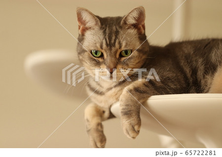 キャットタワーから見ているグリーンアイがとても美しい猫アメリカンショートヘアブルータビー 65722281
